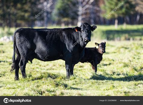 Black Angus Cows Calves Pasture Alate Autumn Day Stock Photo by ©schlag ...