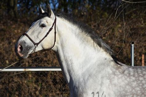 Pin on Spanish & Iberian Horse Breeds