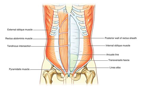 Easy Notes On 【Abdominal Wall】Learn in Just 3 Minutes! – Earth's Lab