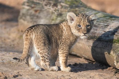 Seven African lion cubs born at West Midland Safari Park | Express & Star