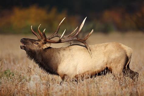 Bull Elk Bugling in Rocky Mountain National Park | The story… | Flickr