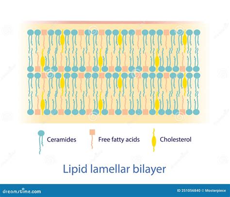 Lipid Lamellar Bilayer Diagram Vector On White Background ...