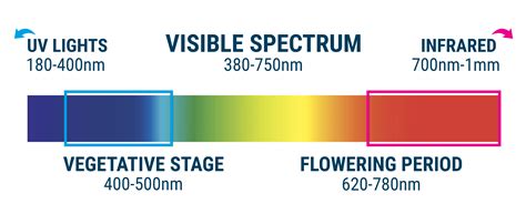 Cannabis Cultivation: The Light Spectrum and Ways to Raise THC Levels ...