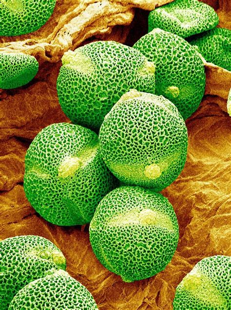 Pollen Grains Under Microscope | Amusing Planet