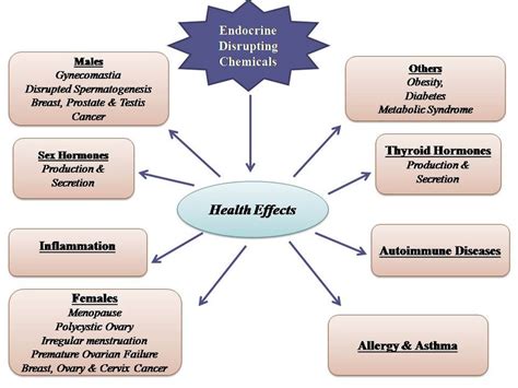 Effects of Phthalates on Human Body. | Download Scientific Diagram