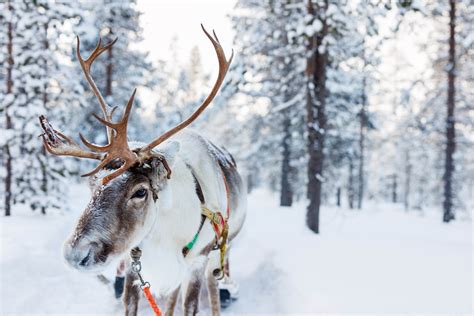 What makes reindeer antlers unbreakable? - Earth.com