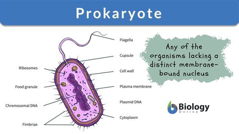 Where Is The Cytosol In Prokaryotes