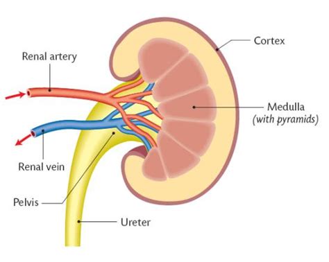 Excretion