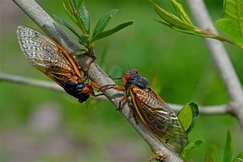 Cicada Noise Can Be a Blessing or Curse for People With Chronic Ear Ringing