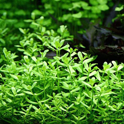 Bacopa Monnieri Moneywort | APF Aquarium Plants Factory®