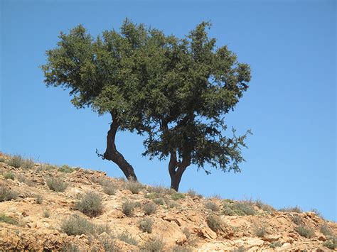 Sideroxylon spinosum L. | Plants of the World Online | Kew Science