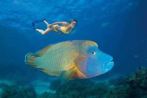 11 Bizarre Species to Look for on a Great Barrier Reef Dive [Pics]