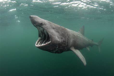 Call for support of Marine Protected Area for the basking shark in ...