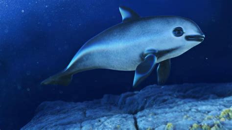 Endangered Species Spotlight: Vaquita Porpoise – earth depot