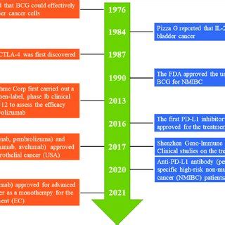 Immunotherapy strategies for urothelial bladder cancer | Download ...