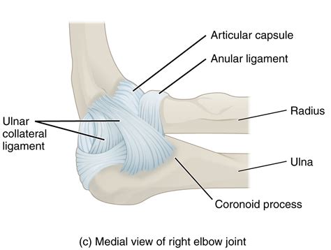 Medial Elbow Anatomy