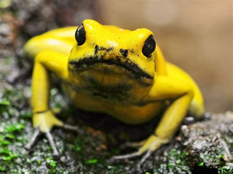 Animal Golden Poison Frog HD Wallpaper