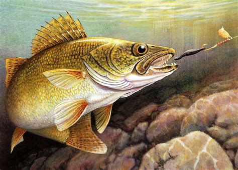 Walleye Fish Drawing