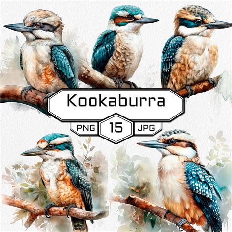 15 PNG & JPG Kookaburra Clip Art Watercolor Illustration - Etsy