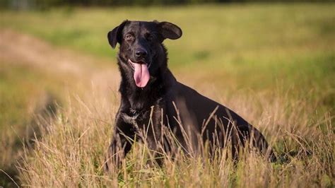 How To Care For A Border Collie Labador Retriever Mix