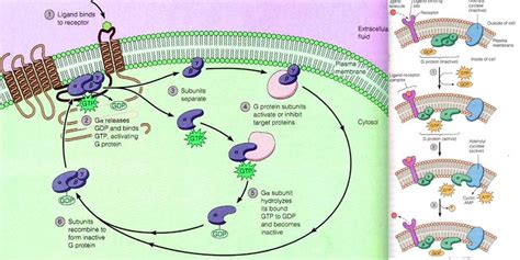 Signal Transduction Pathways - Cell Signaling