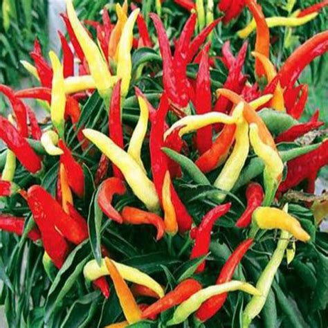 Ornamental Pepper Seeds for Outdoor Landscaping – McKinley Seeds