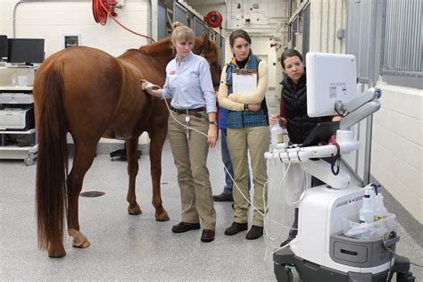 Expert Care at Ivy Animal Hospital - Greenvilleonline