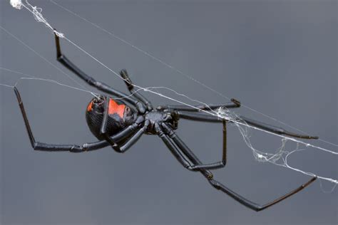 Black Widow Spider Facts (Latrodectus mactans)