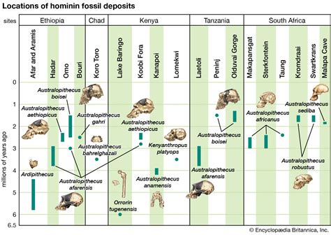 Australopithecus - Students | Britannica Kids | Homework Help