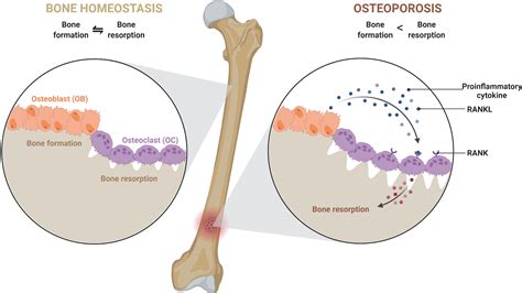 Development Of Osteoblasts And Osteoclasts From Bone