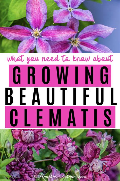 Clematis Vine Care: Planting, Growing and Pruning Tips - Gardener's Oasis