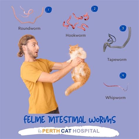 Intestinal parasites - Perth Cat Hospital