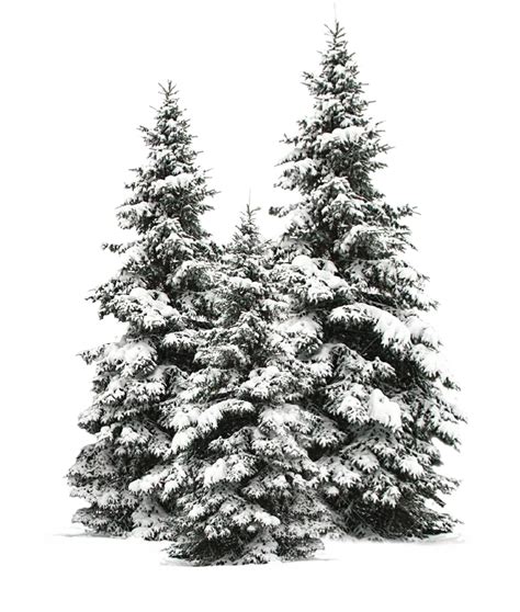 Download Tree Trees Christmas Christmastree Snow Winter Wintertr - Pine ...