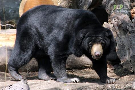 Moon Bear vs Sun Bear: What Are the Differences? - A-Z Animals