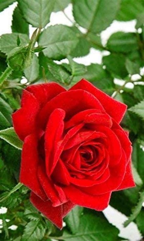 Rose Flowers All Colors | Best Flower Site