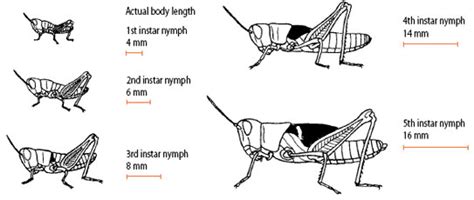 Locust Insect Life Cycle