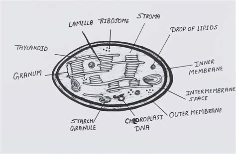 Diagram of a Chloroplast - CBSE Class Notes Online - Classnotes123