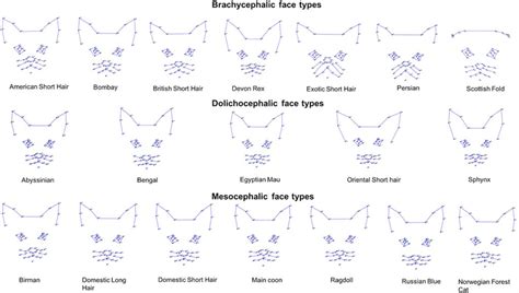 Cat facial expressions are affected by breed: Why there are ...