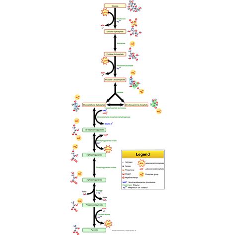 Catabolism of Carbohydrates | Microbiology: Health and Disease