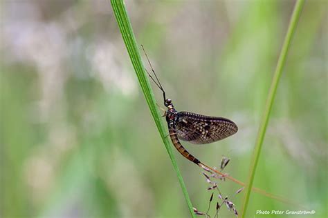 Mayfly! | Mayfly! Scientific name: Ephemeroptera, Swedish: D… | Flickr