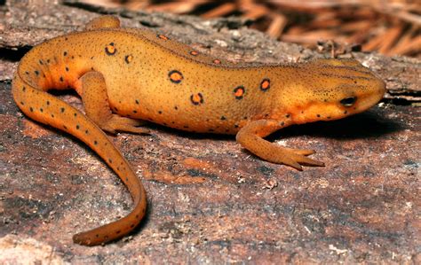 What do newts eat