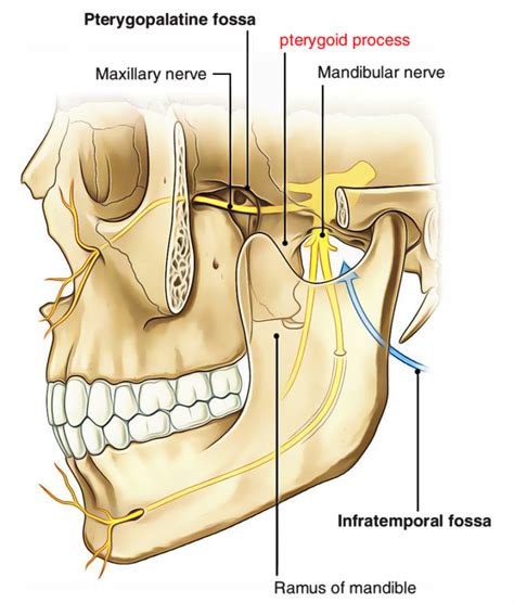 Pterygoid process – Earth's Lab