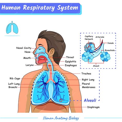 Premium Vector | Respiratory system of human