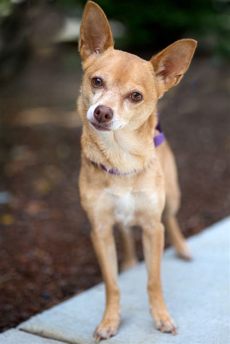 Shelter Dogs of Portland: "MARCI" dainty long legged Chihuahua mix