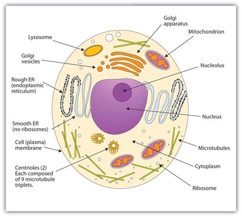 cell structure | Human cell diagram, Cell diagram, Animal cell drawing