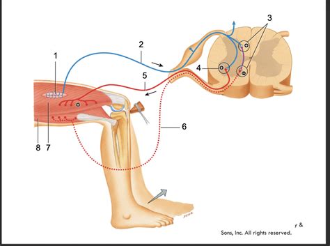 patellar reflex arc Diagram | Quizlet