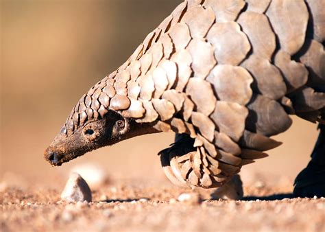 60 Pangolin Facts: Guide to All 8 Species (Sweet, Scaly, and Endangered ...