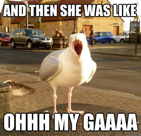 seagull meme - Google Search | In this moment, Funny pictures, Intense