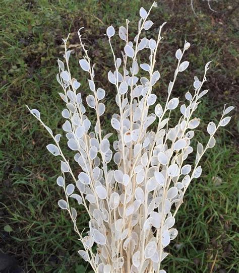 Dried Endemic Lunaria, White Dried Flowers, Preserved Lunaria, Bohemian ...