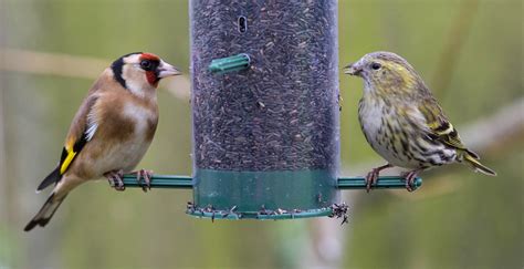 A Goldfinch and a female Siskin | Two finch varieties with a… | Flickr